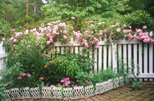 Hàng rào hoa - Điểm nhấn lãng mạn cho ngôi nhà